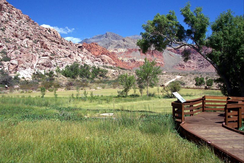 <p>Calico basin</p>